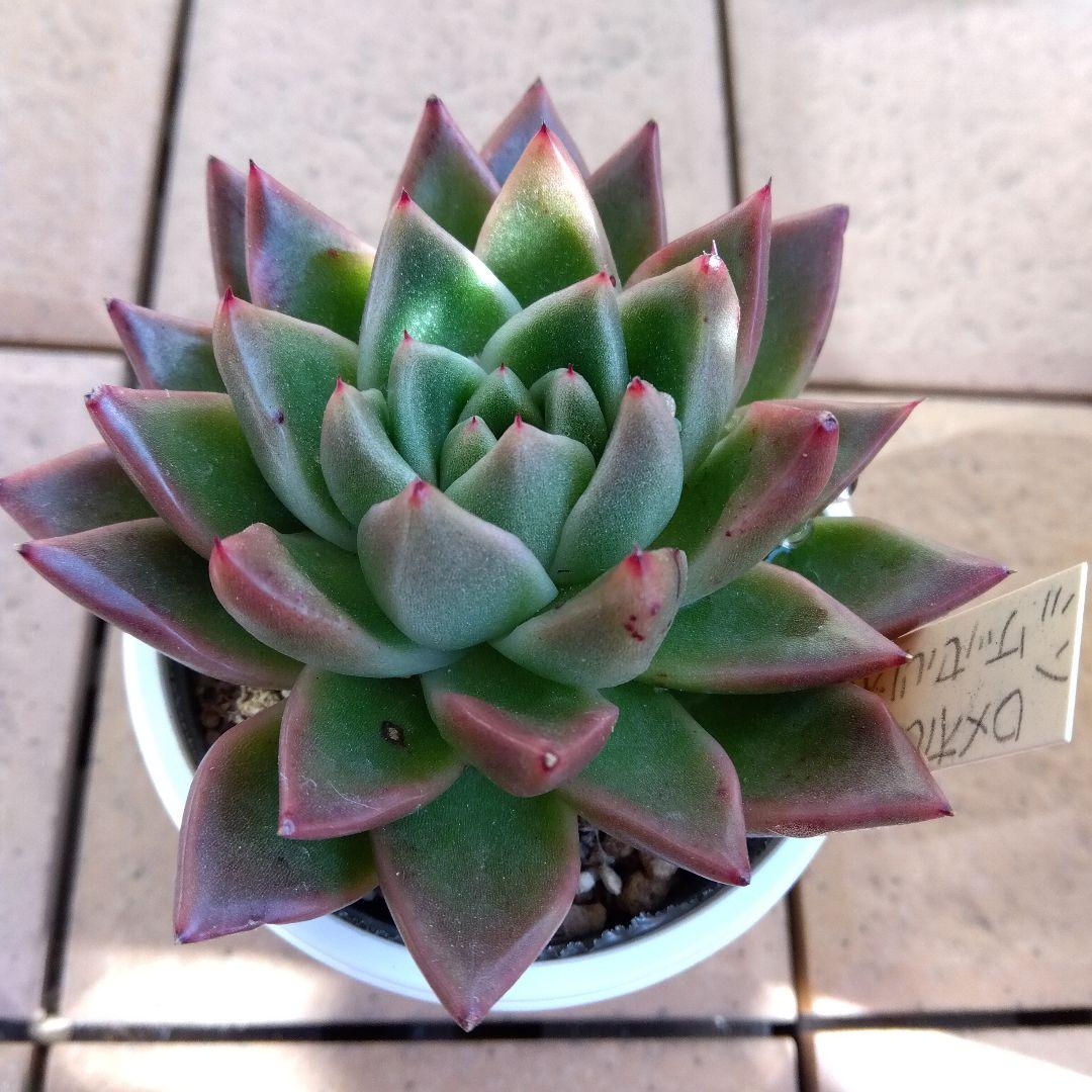 miso苗⭐️ロメオルビン×ケッセルリンゼアナ⭐️ミソさん 多肉 エケベリア