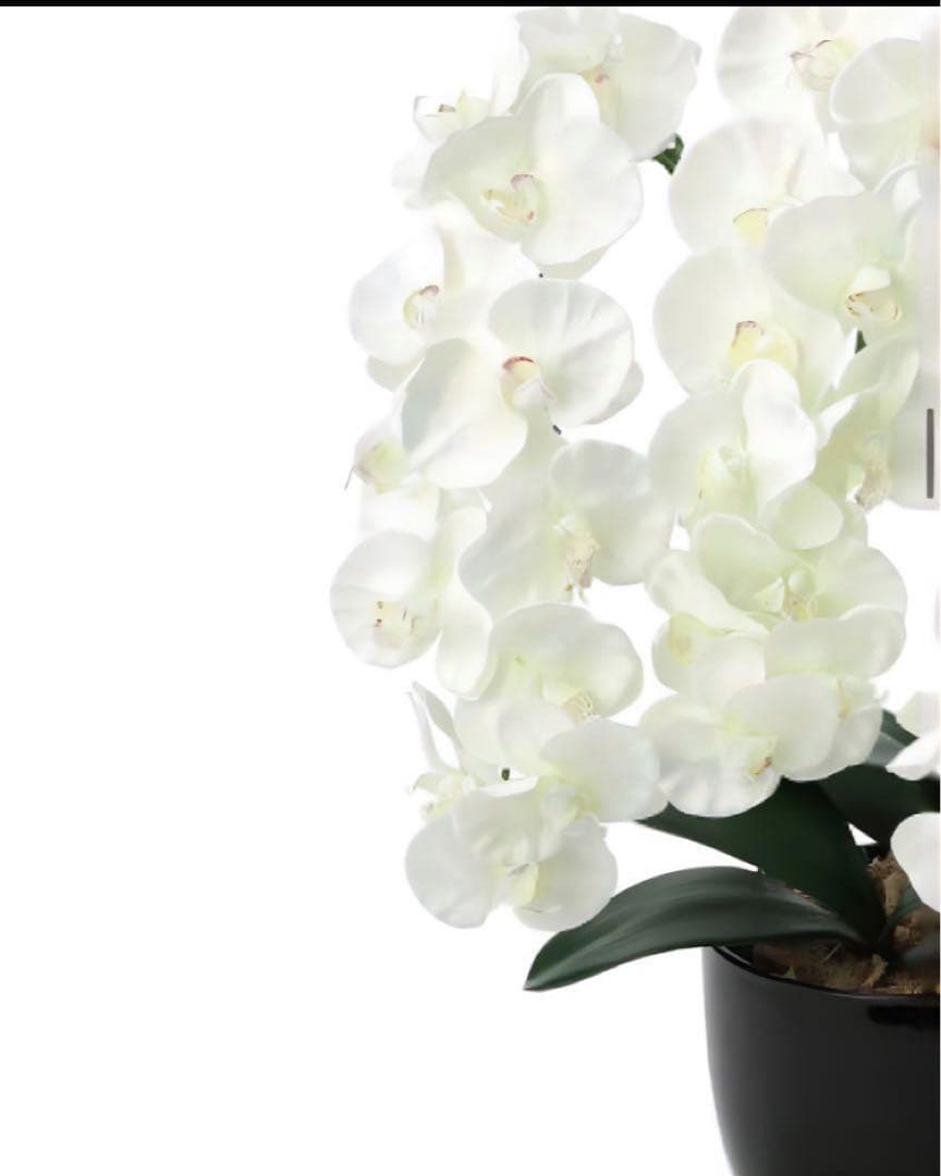 光触媒　人工観葉植物　ウォールグリーン　フェイクグリーン　プレミアム胡蝶蘭W