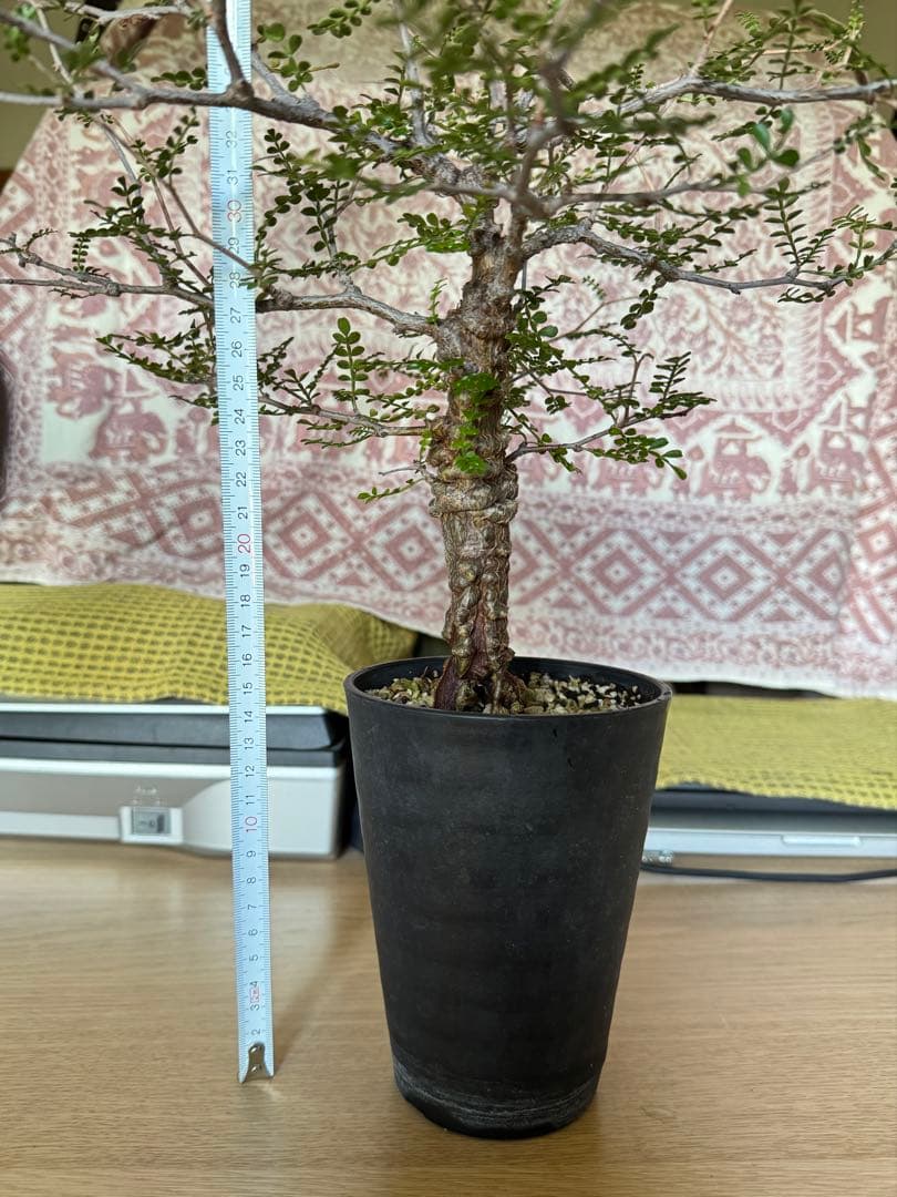 オペルクリカリア パキプス　 Operculicarya pachypus 実生