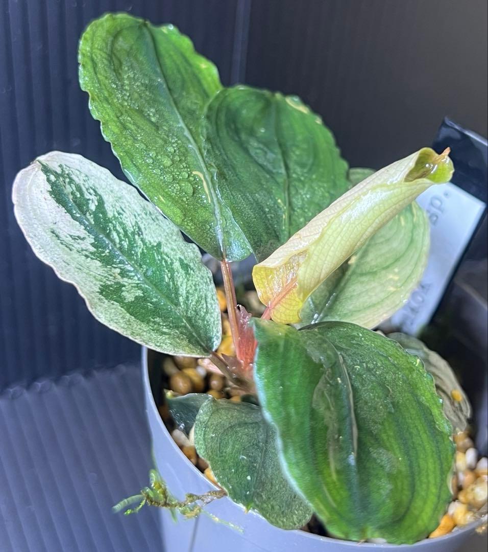 ブセファランドラsp mukok