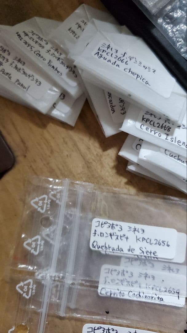 (げんごさま)コピアポア　エリオシケ　竜神木　種子セット