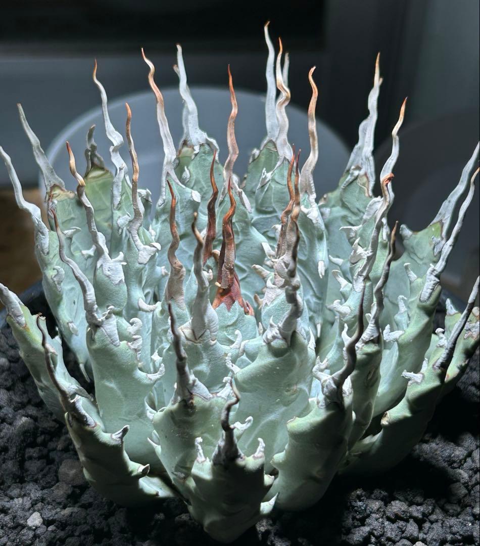 まかいきしアガベutahensis eborispina陽炎 白刺