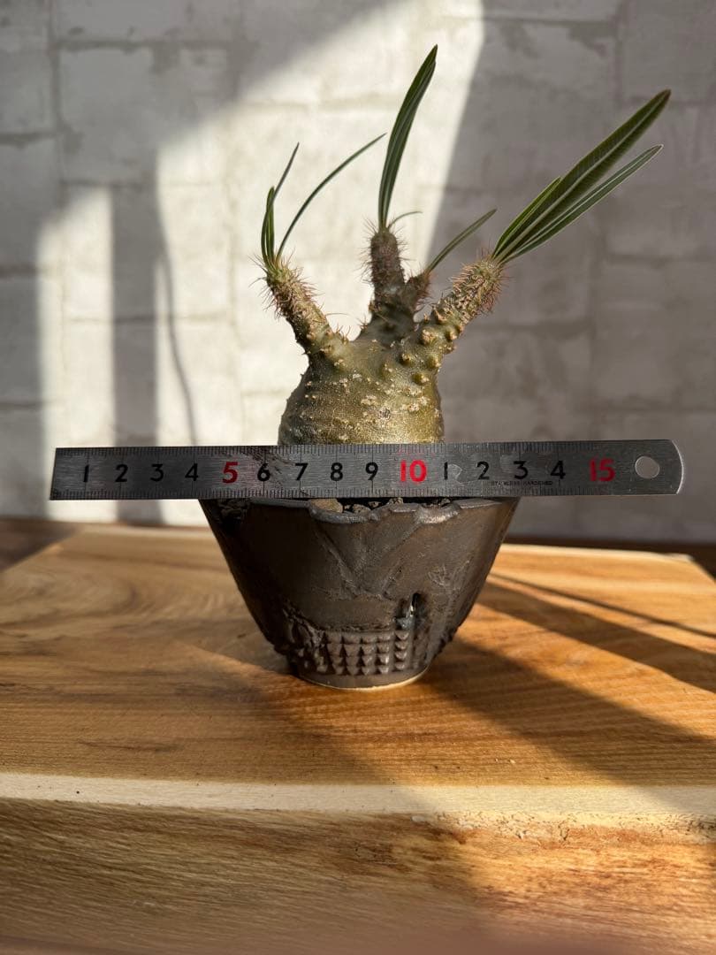 パキポディウム　グラキリス　発根済み　良株