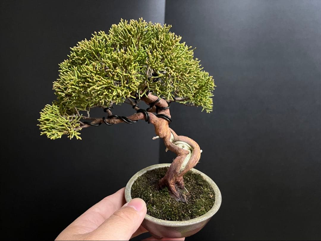 真柏盆栽　糸魚川真柏　古木　捻転幹　小品盆栽　ミニ盆栽　樹高15.5cm