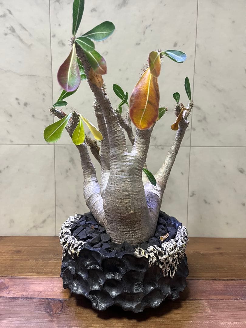 超特選株 パキポディウム マカイエンセ