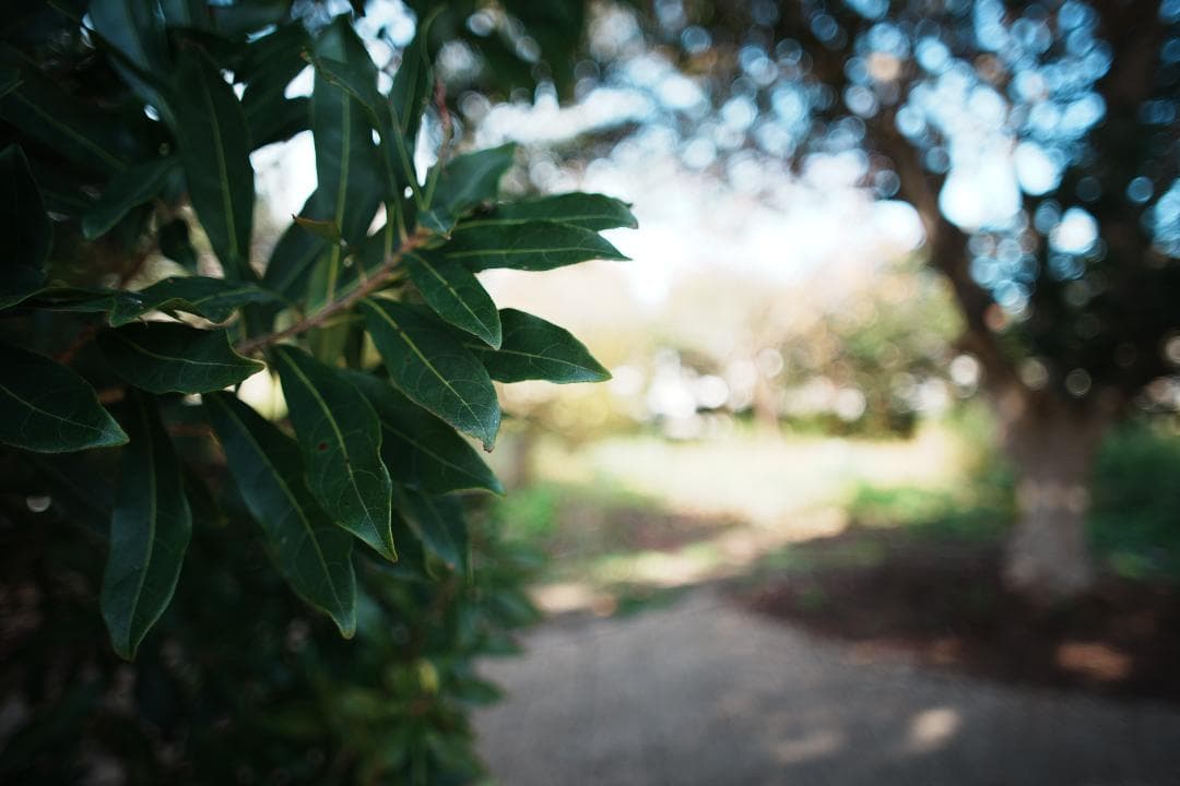 【整備＆テスト済】Nikkor-N・C auto 24mm F2.8 593