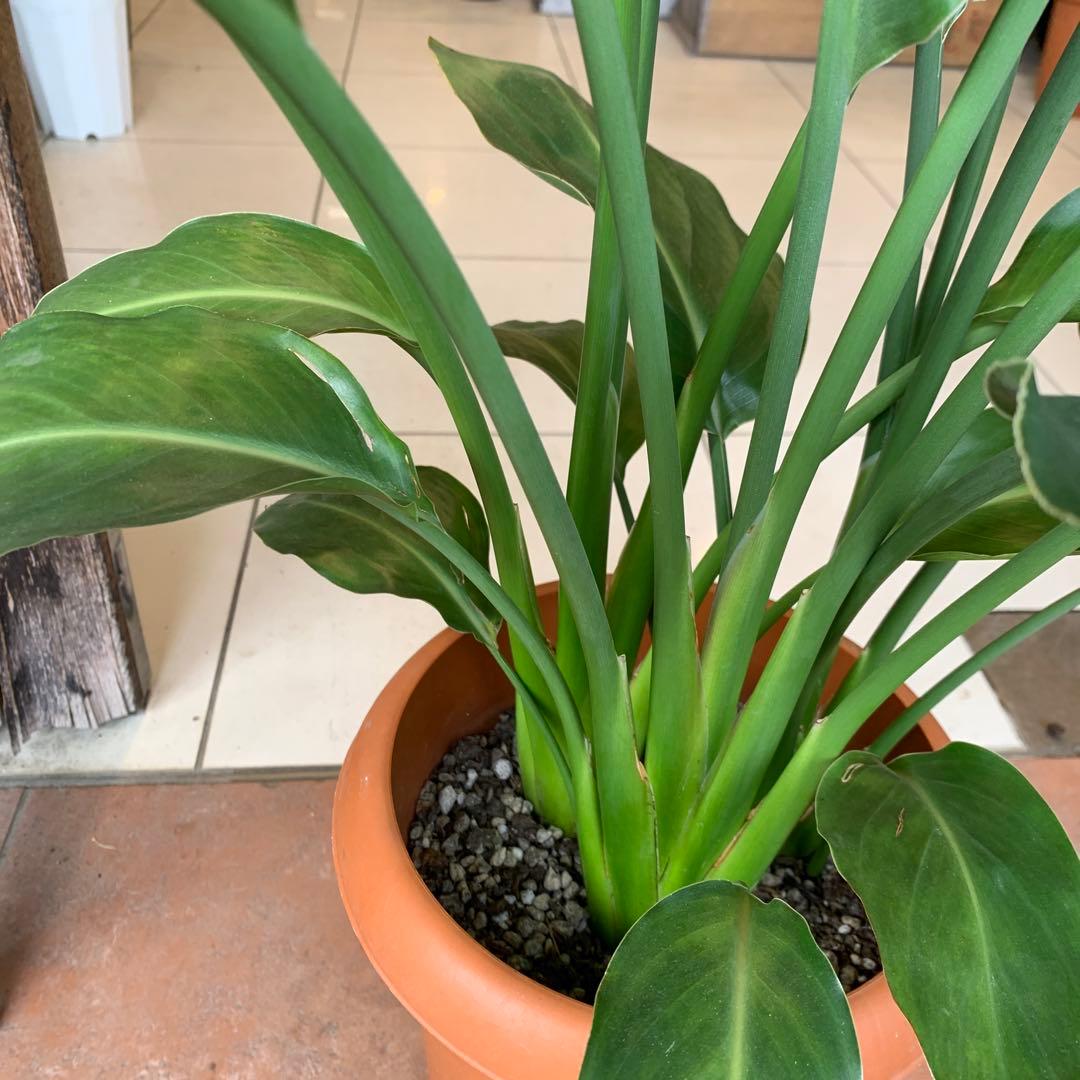 ストレリチア レギネ 8号