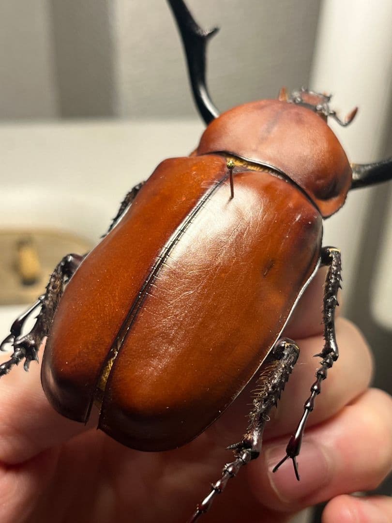 【超特大】セラムドウナガテナガコガネ テナガカミキリ昆虫標本 甲虫 タランチュラ