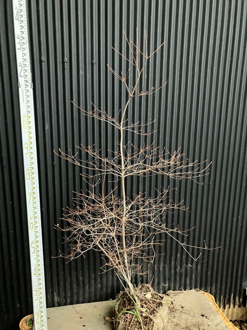 山採り　ドウダンツツジ　t