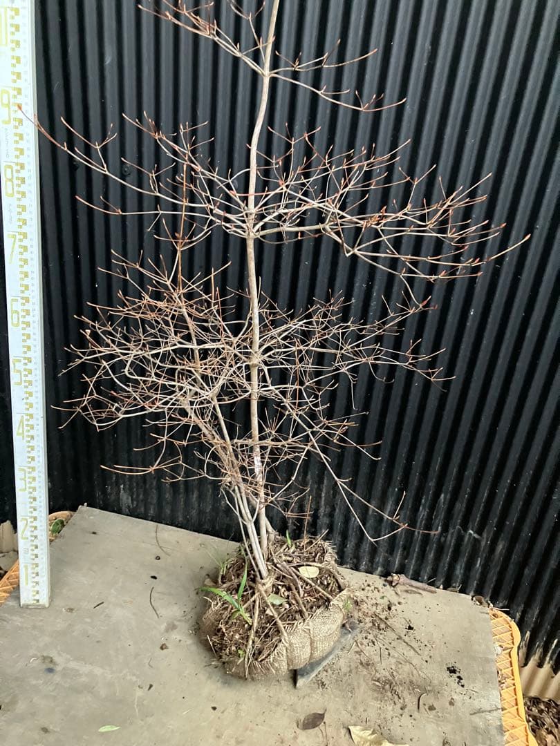 山採り　ドウダンツツジ　t