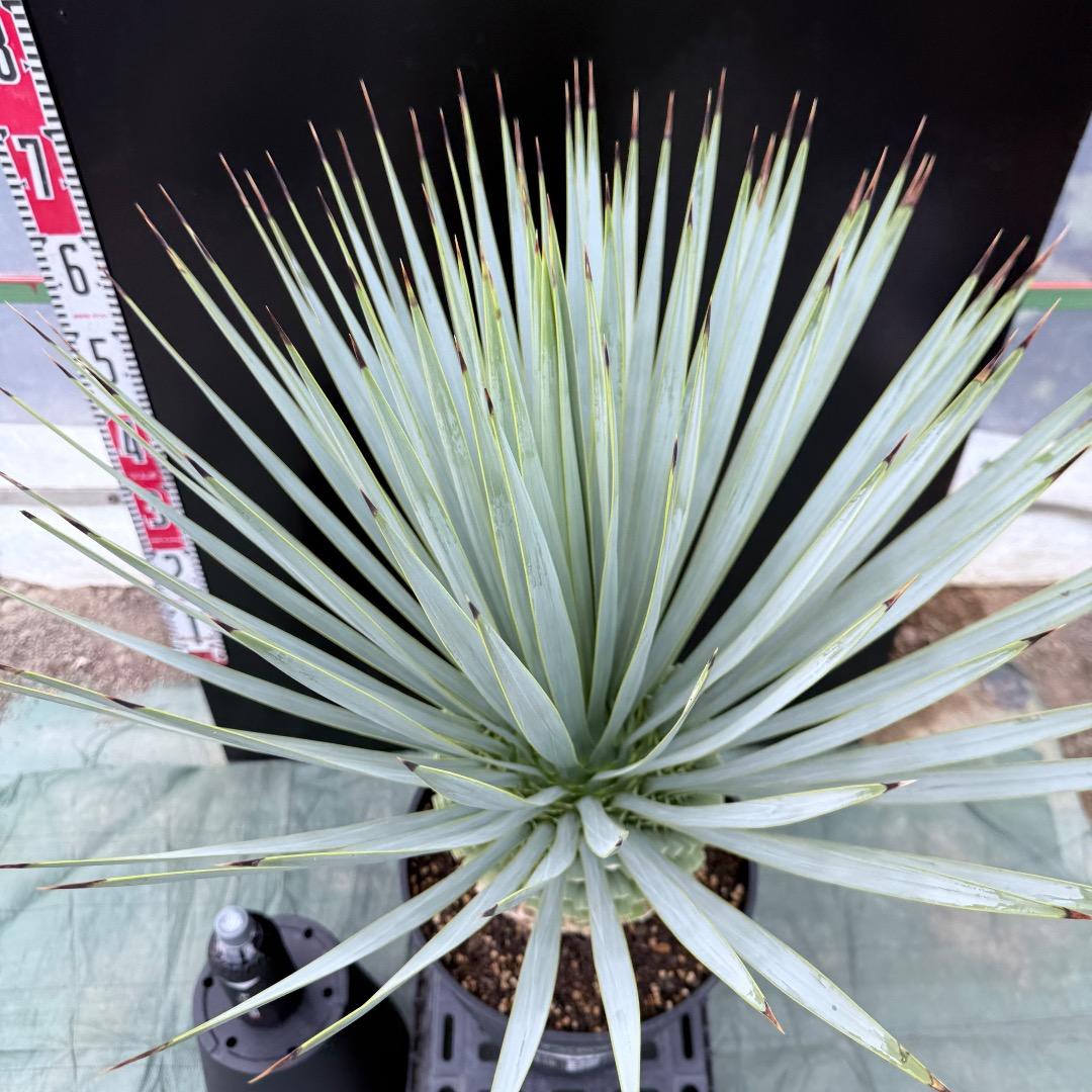 【AL1025】ユッカ　ロストラータ　シルバーブルー個体　超極太