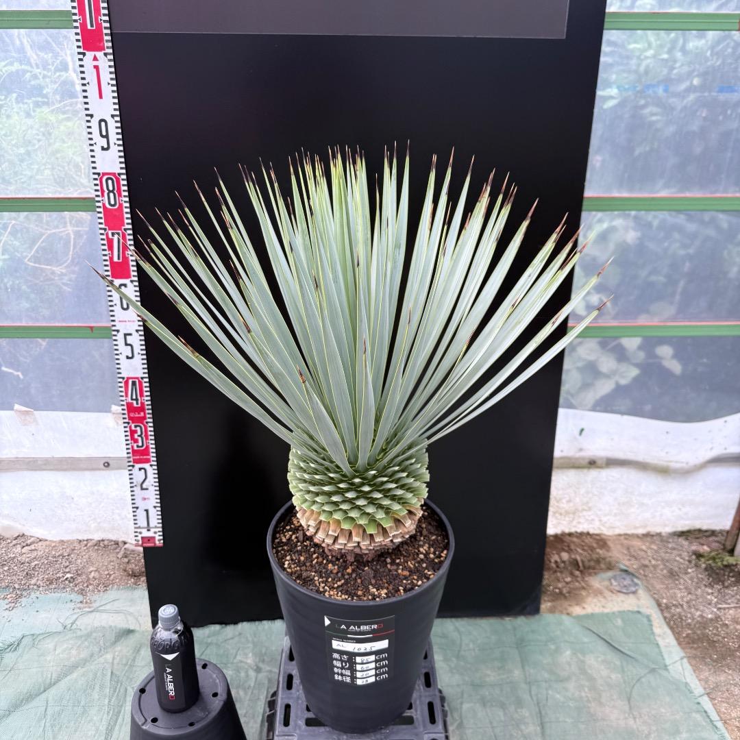 【AL1025】ユッカ　ロストラータ　シルバーブルー個体　超極太