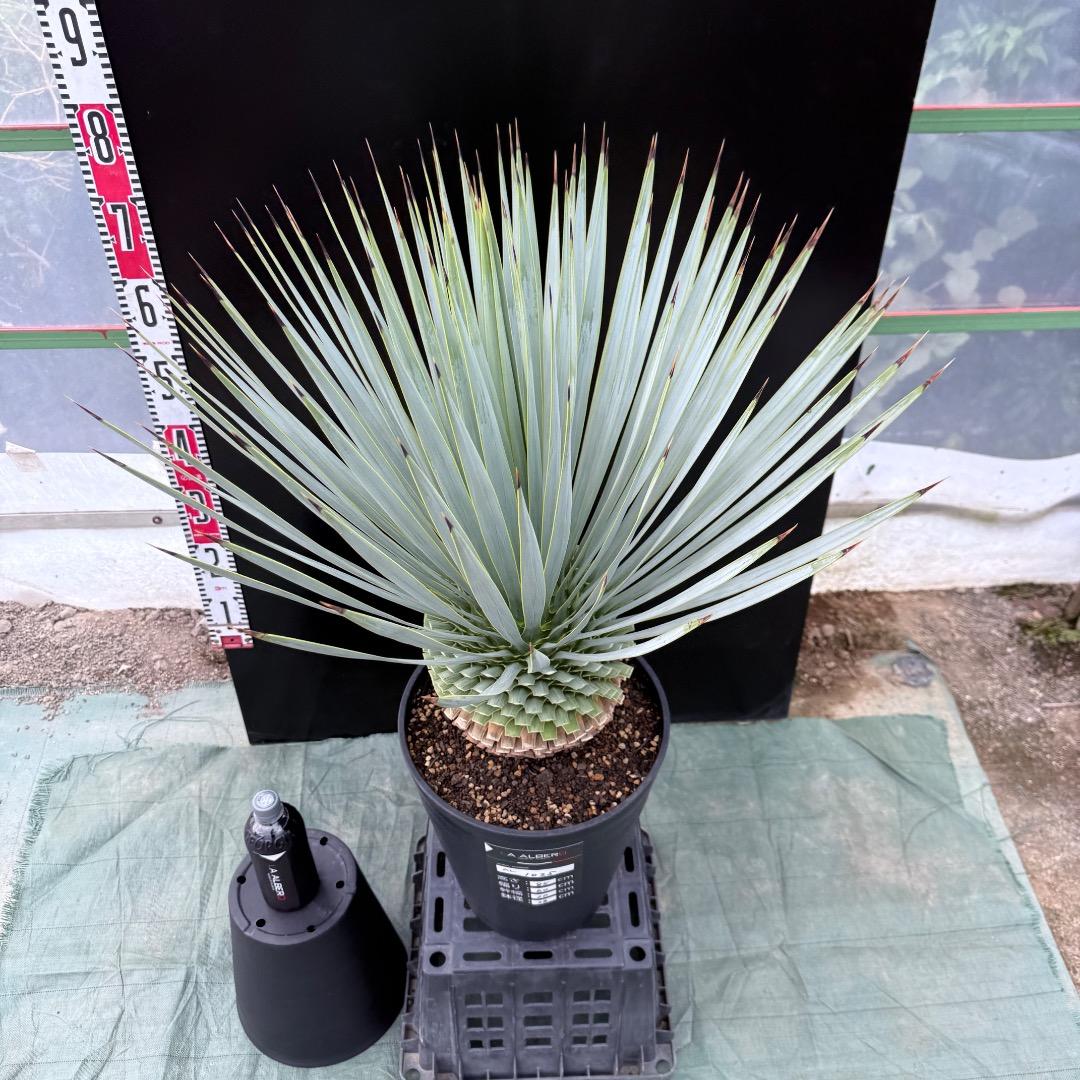 【AL1025】ユッカ　ロストラータ　シルバーブルー個体　超極太