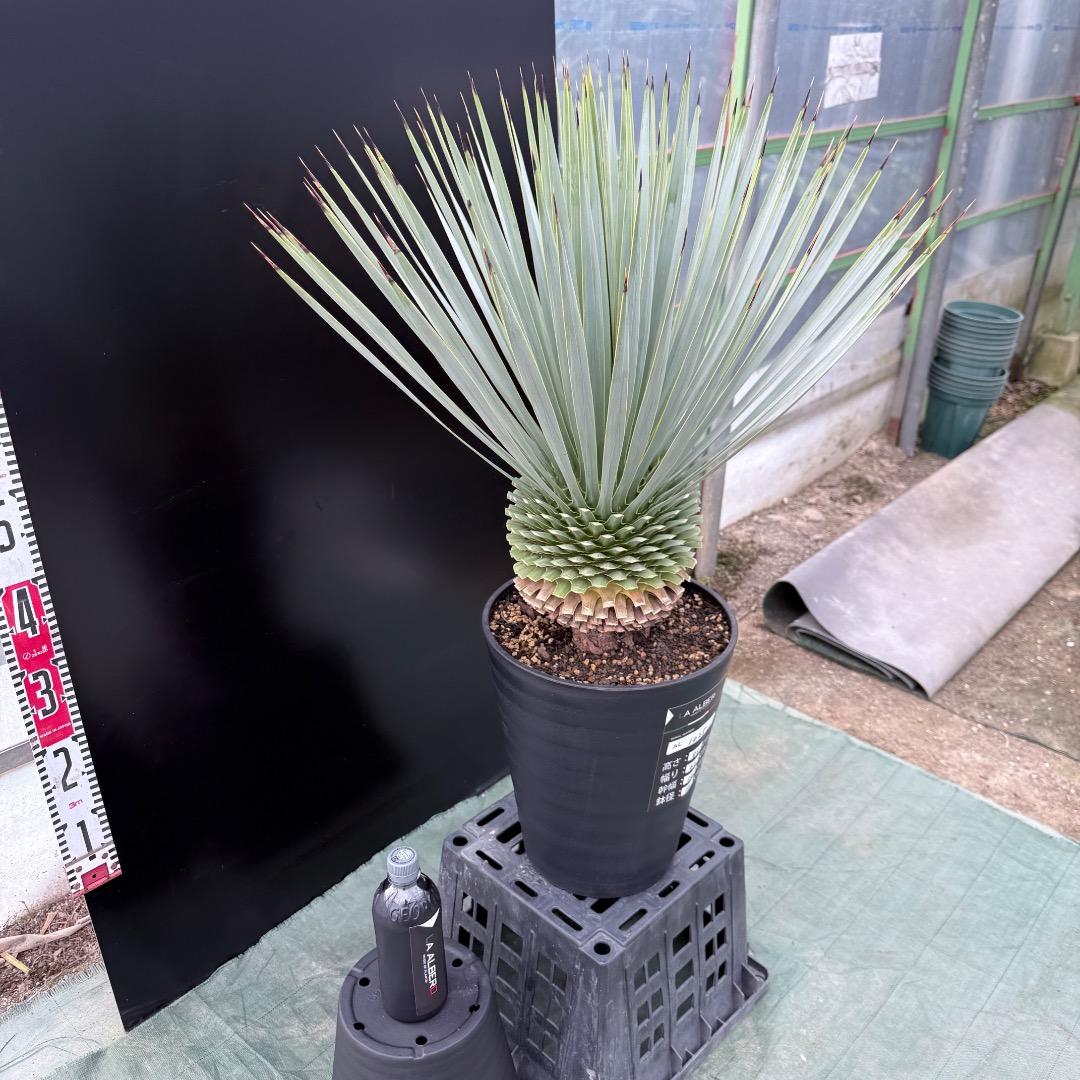 【AL1025】ユッカ　ロストラータ　シルバーブルー個体　超極太