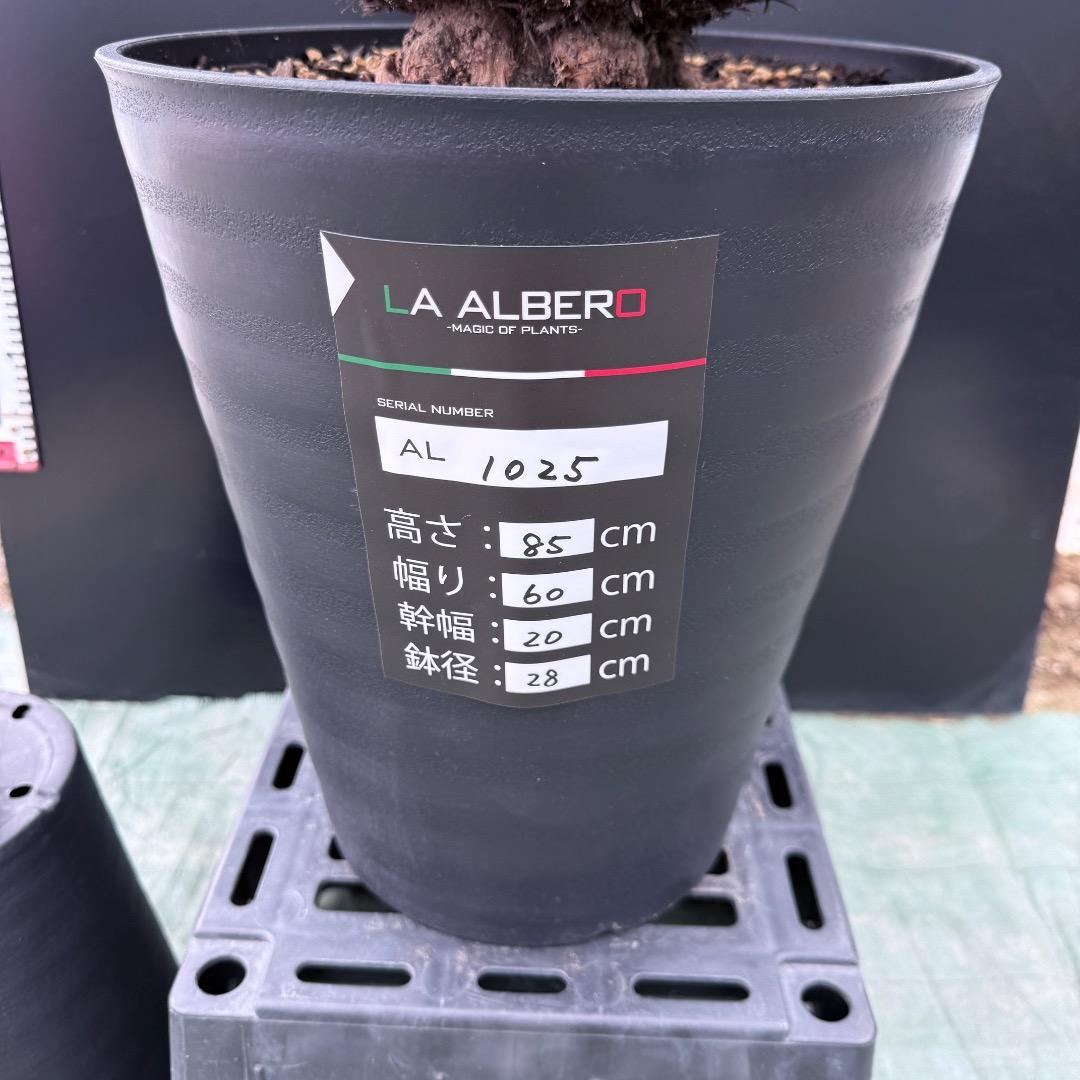 【AL1025】ユッカ　ロストラータ　シルバーブルー個体　超極太