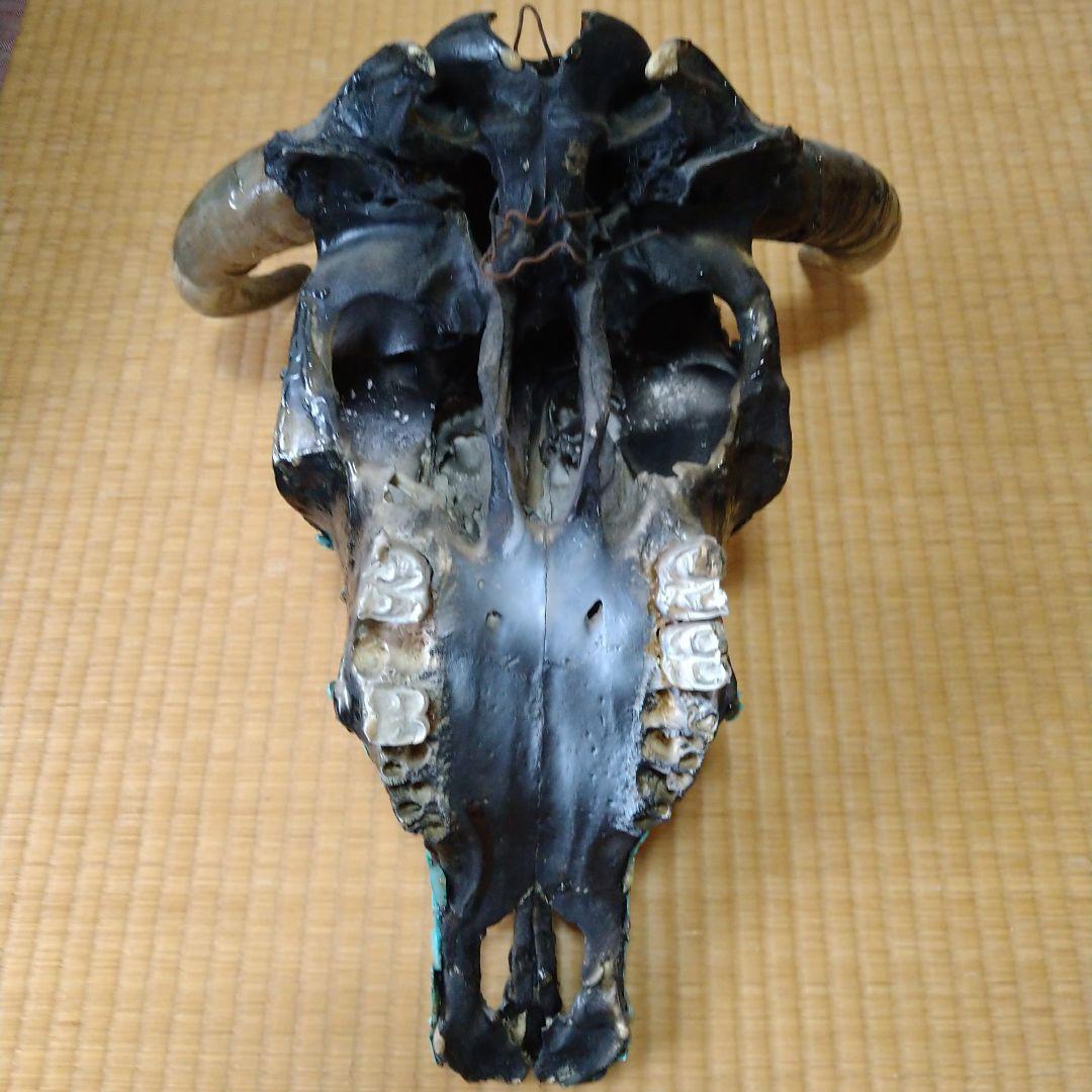 ターコイズ装飾 牛の頭部 壁掛け