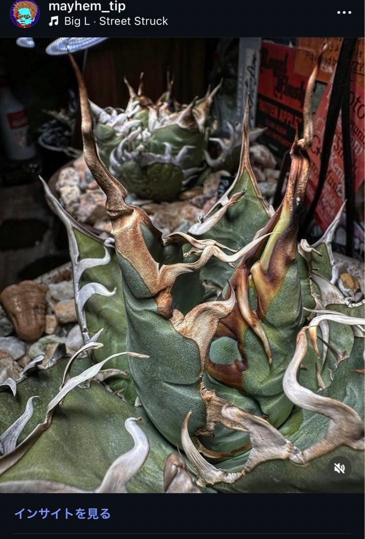 オアハカ ワイルド オテロイ 2世 MT-Camaron