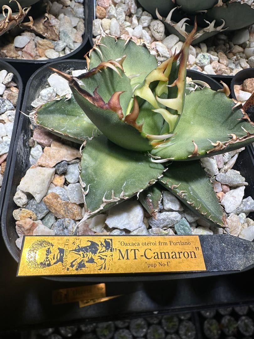 オアハカ ワイルド オテロイ 2世 MT-Camaron