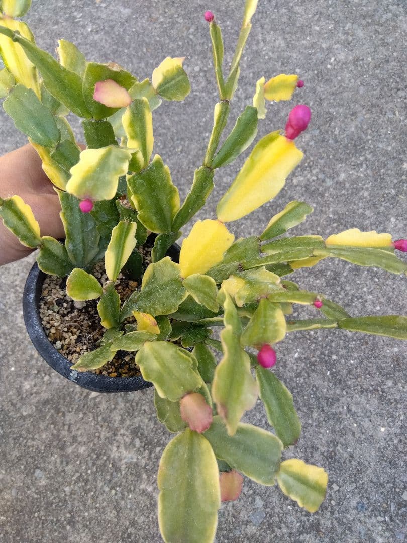 シャコバサボテン　斑入り　3.5号鉢つき　4株群生❗　か