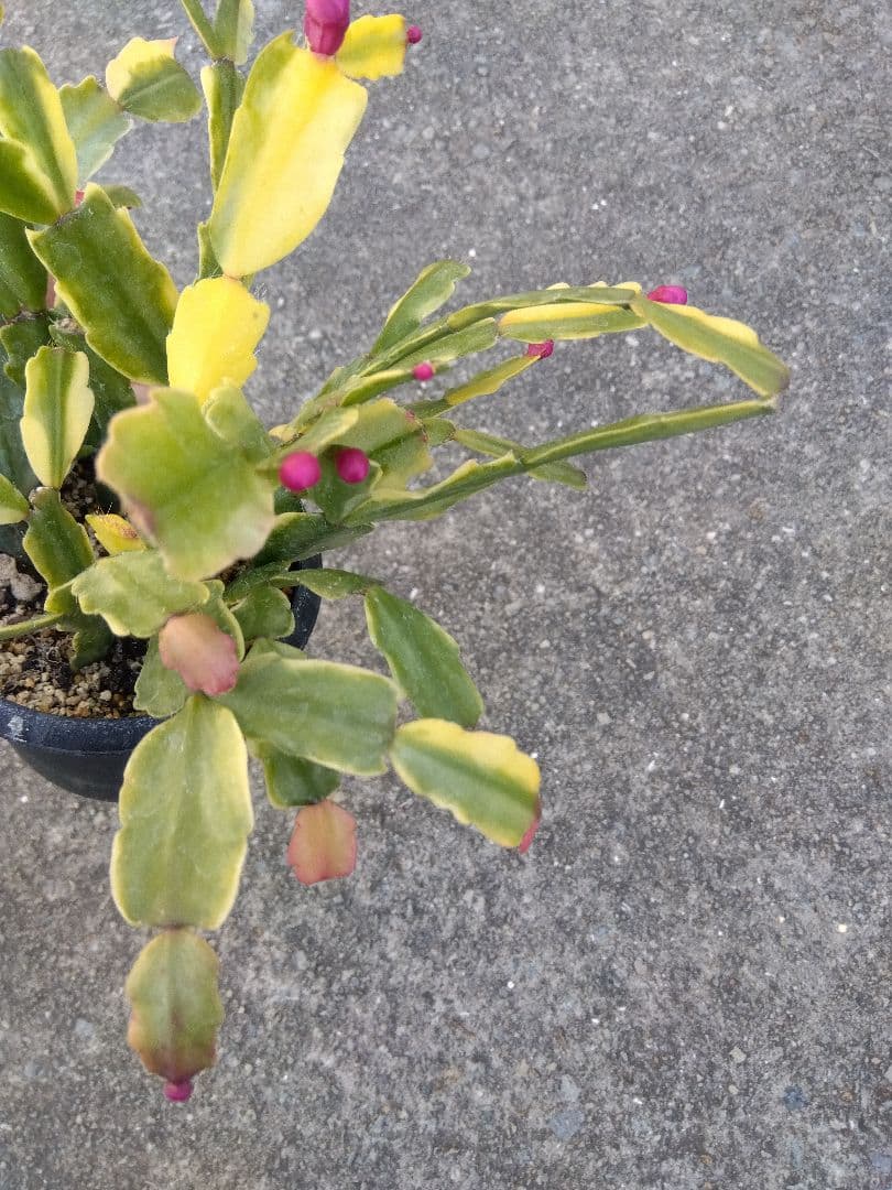 シャコバサボテン　斑入り　3.5号鉢つき　4株群生❗　か