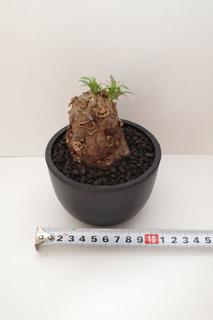 ユーフォルビア ムランジーナ 現地球 発根済 手乗りサイズ