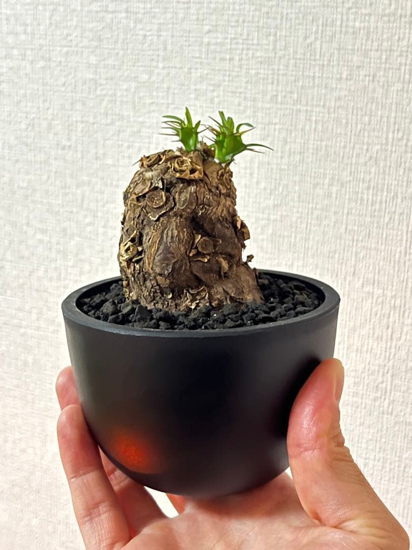 ユーフォルビア ムランジーナ 現地球 発根済 手乗りサイズ