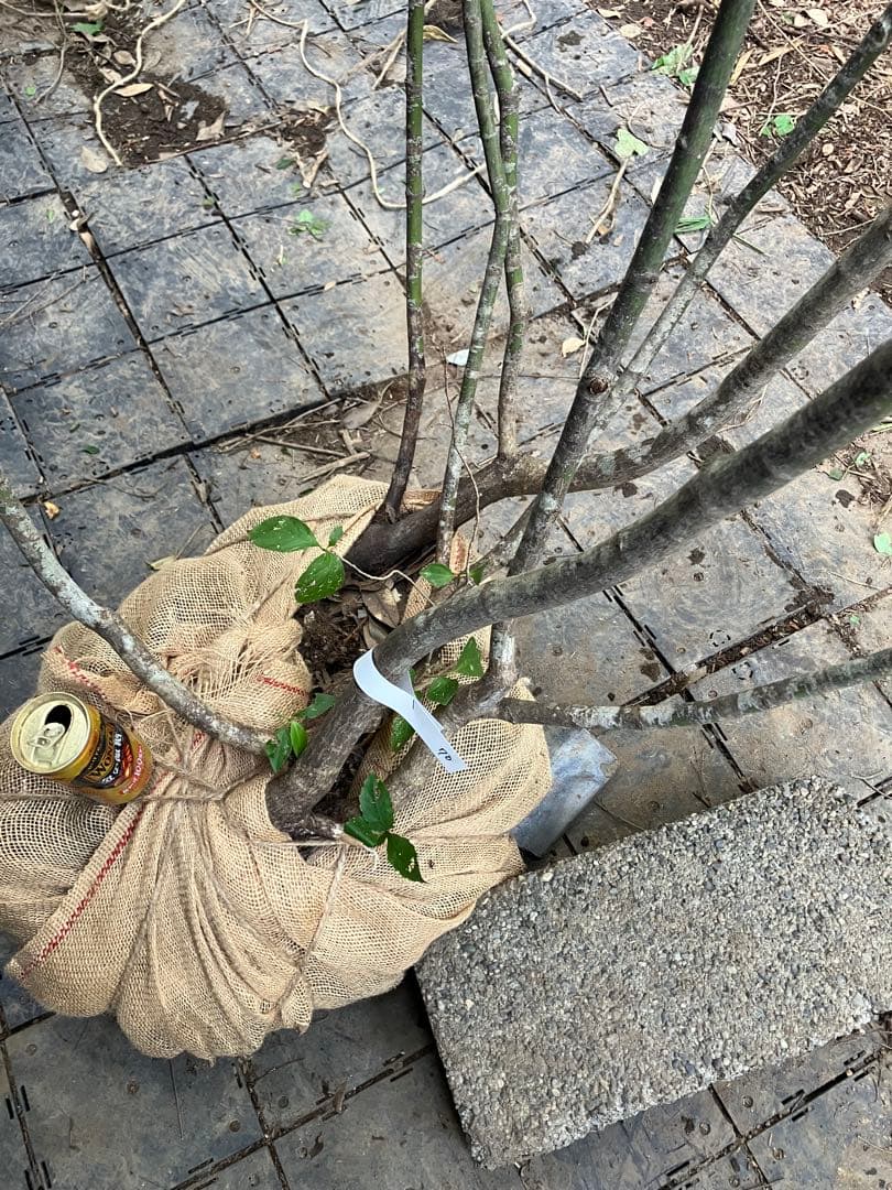 キメラ　70 山採り　ヤマモミジ