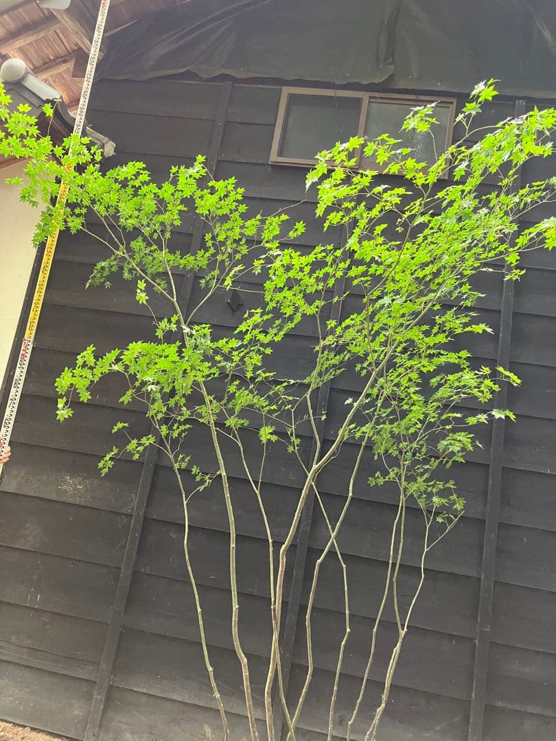 キメラ　70 山採り　ヤマモミジ