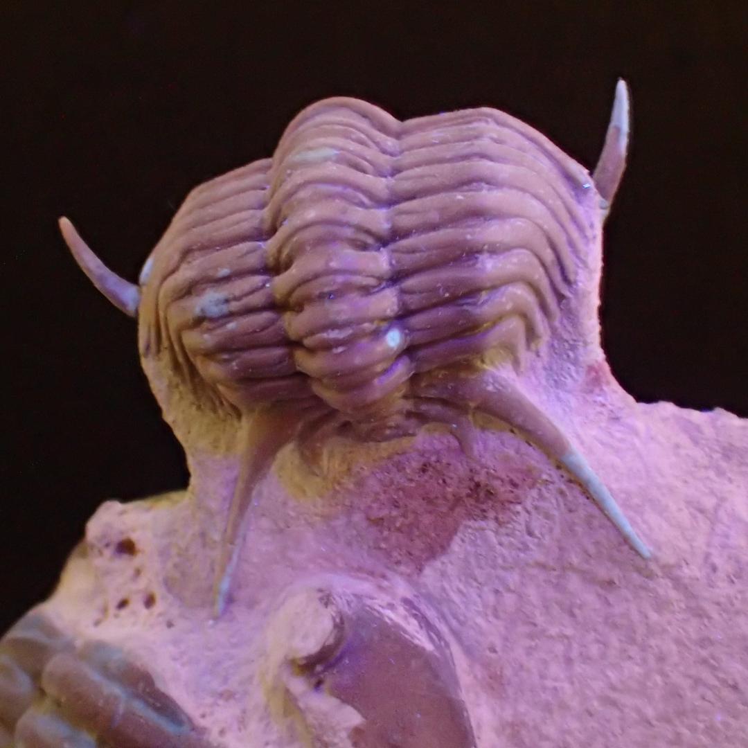 三葉虫の化石 美麗 キルトメトプス 本物保証