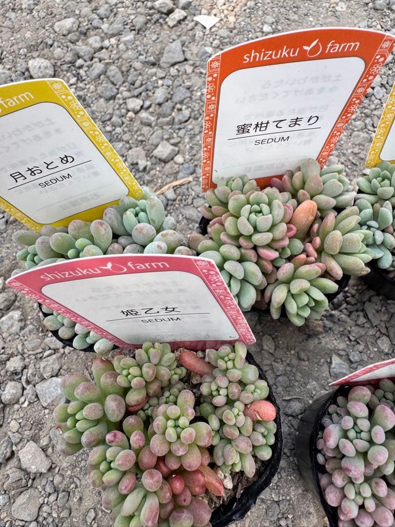 多肉植物 つぶつぶ多肉セット