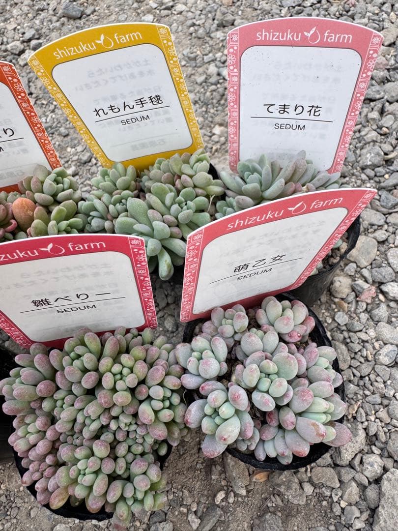 多肉植物 つぶつぶ多肉セット