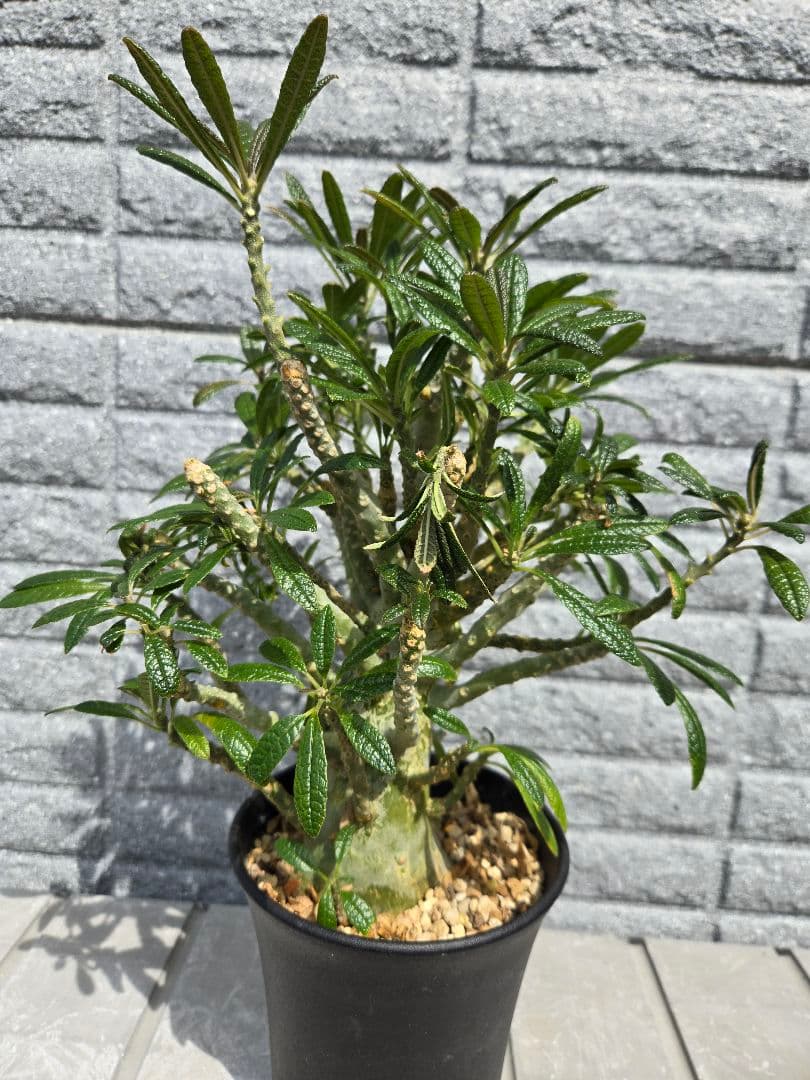 ドルステニア　ギガス