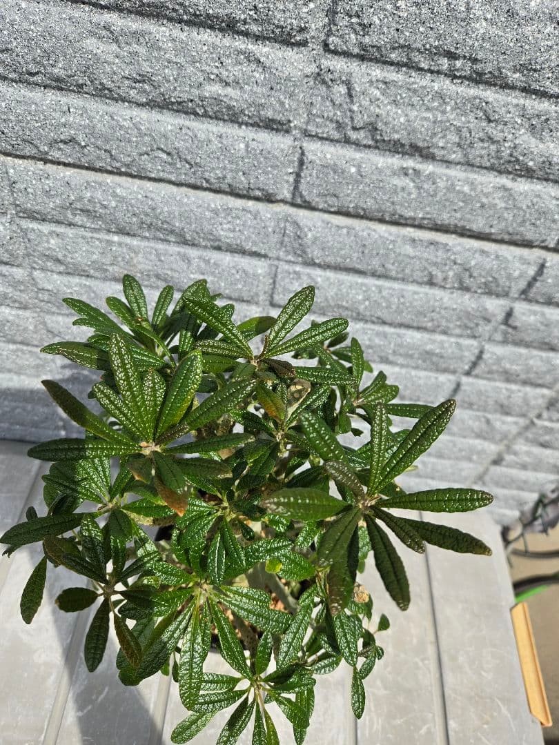 ドルステニア　ギガス