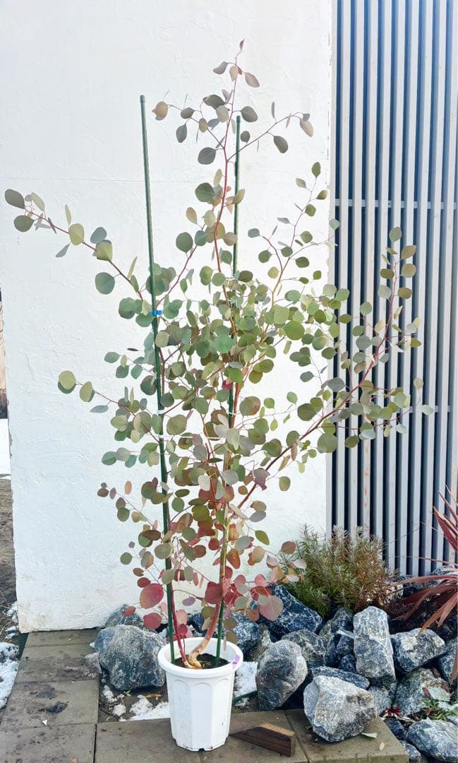 へらーりおまとめリクエスト。幹太ユーカリポポラス2.0M(鉢底から)品番B