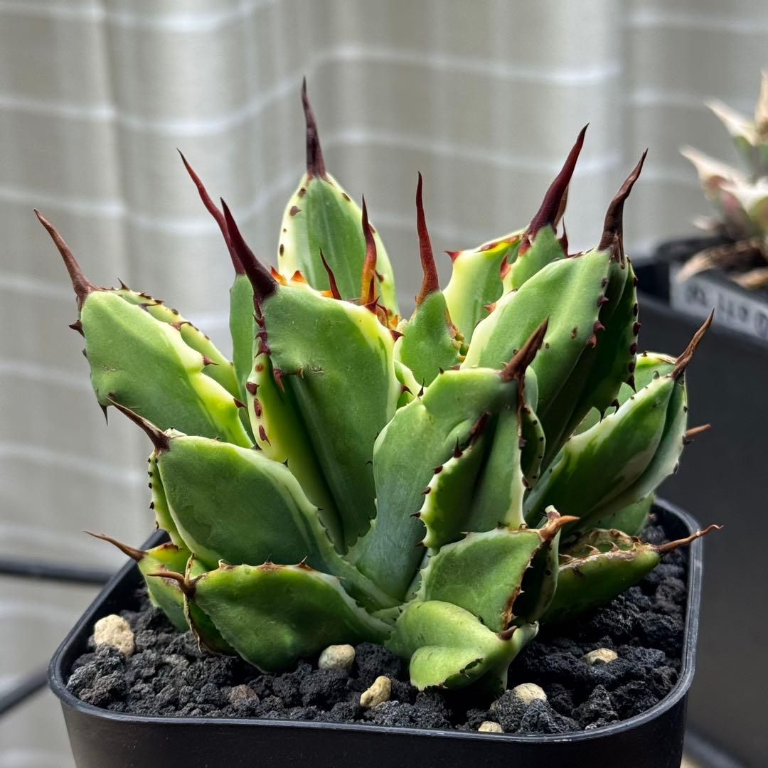 アガベ ポタトラム キュービック錦　鉢ごとメルカリ便発送