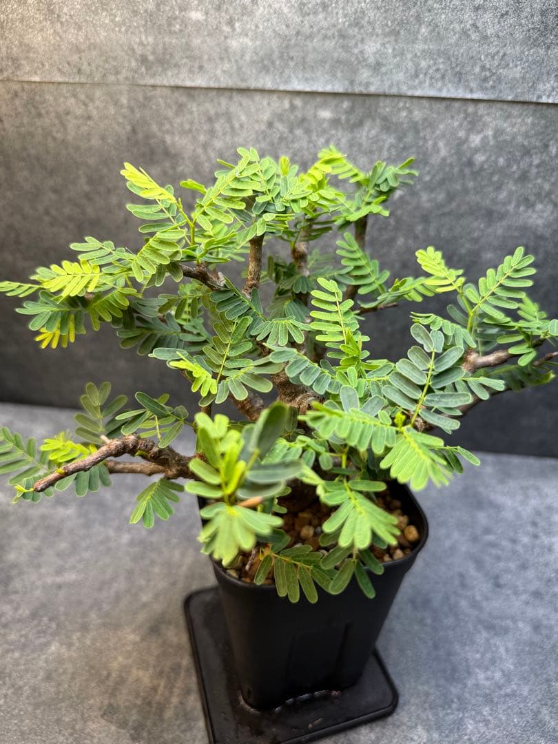 センナ　メリディオナリス　海外実生　発根済み　402