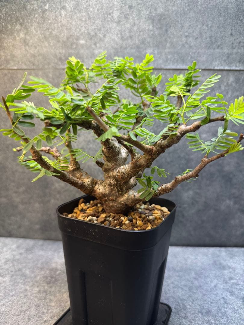 センナ　メリディオナリス　海外実生　発根済み　402