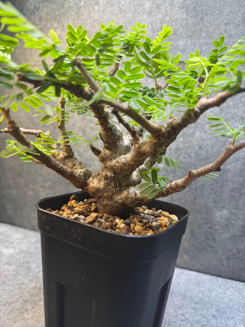 センナ　メリディオナリス　海外実生　発根済み　402