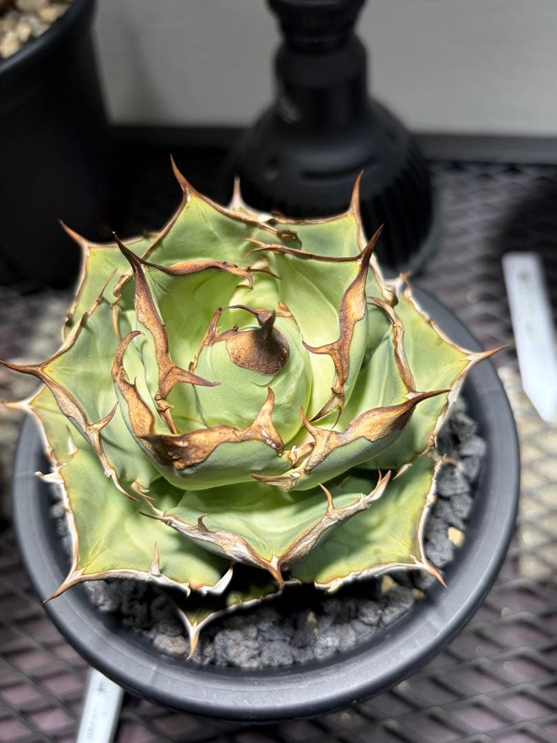 アガベチタノタ　イーグルクラウン