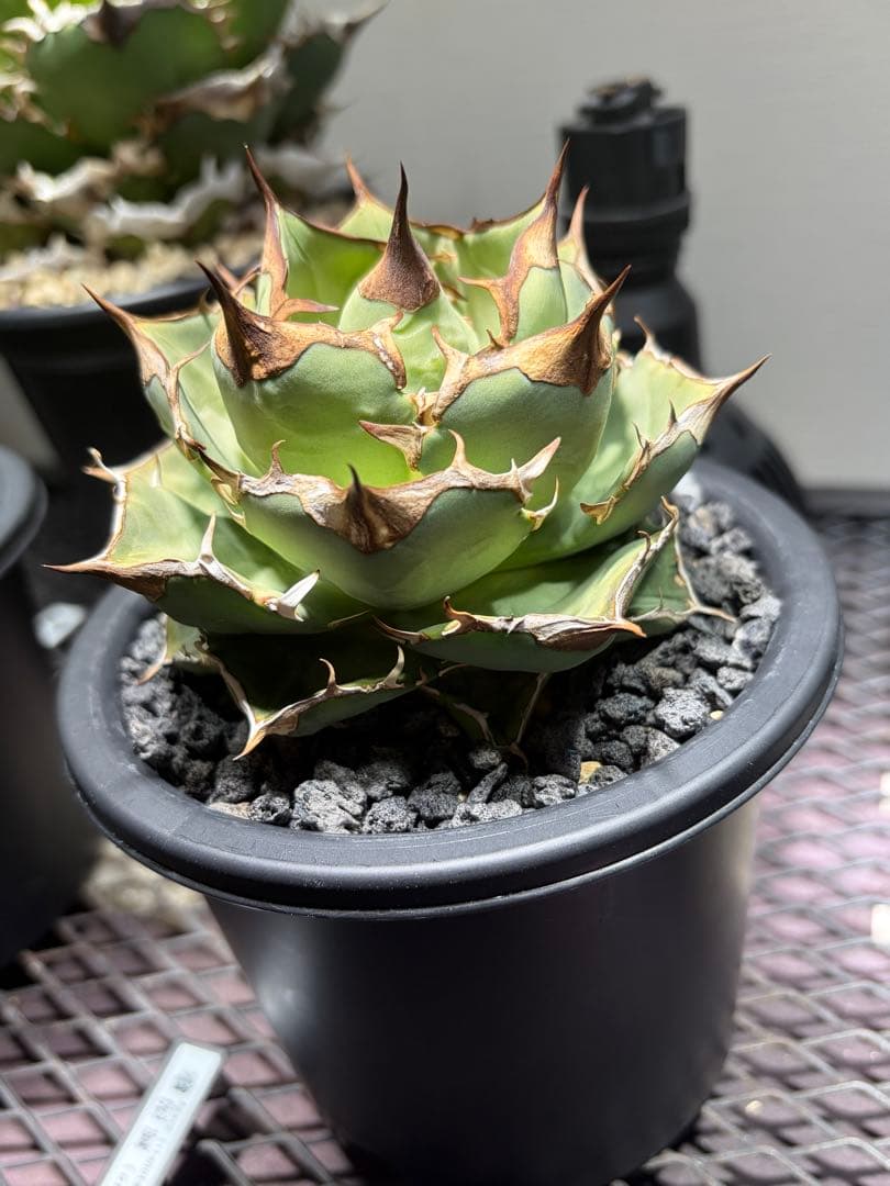 アガベチタノタ　イーグルクラウン