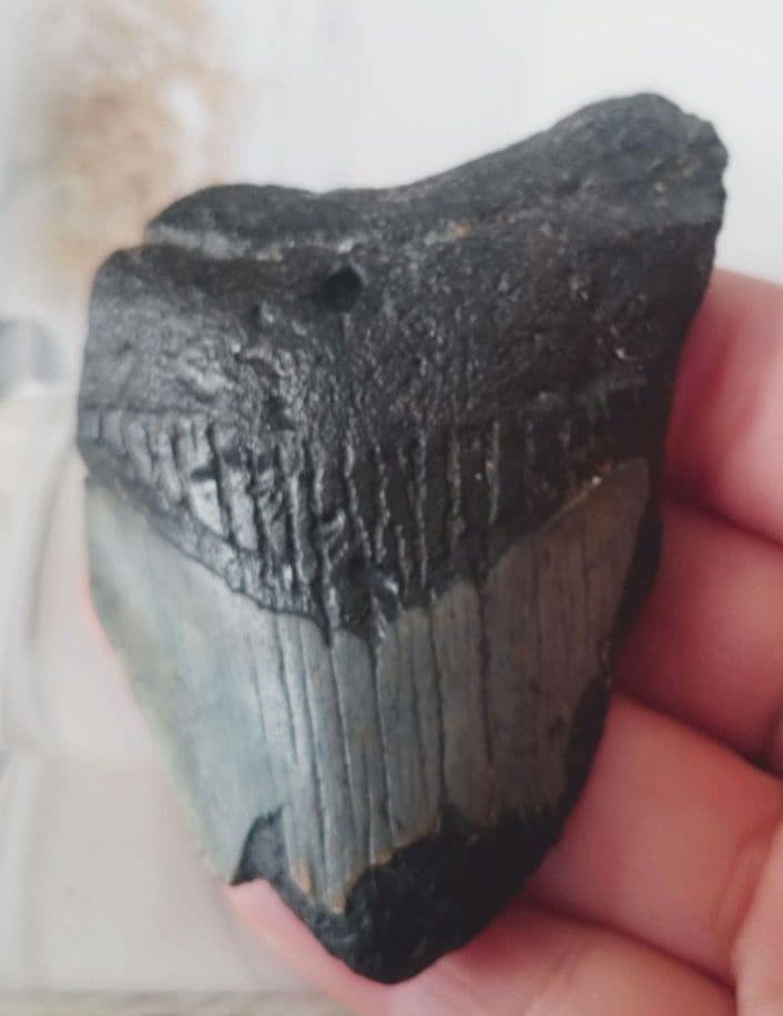 メガロドンの歯の化石B　不完全アメリカノースキャロライナ