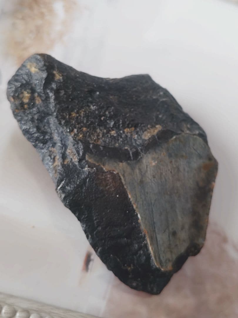 メガロドンの歯の化石B　不完全アメリカノースキャロライナ