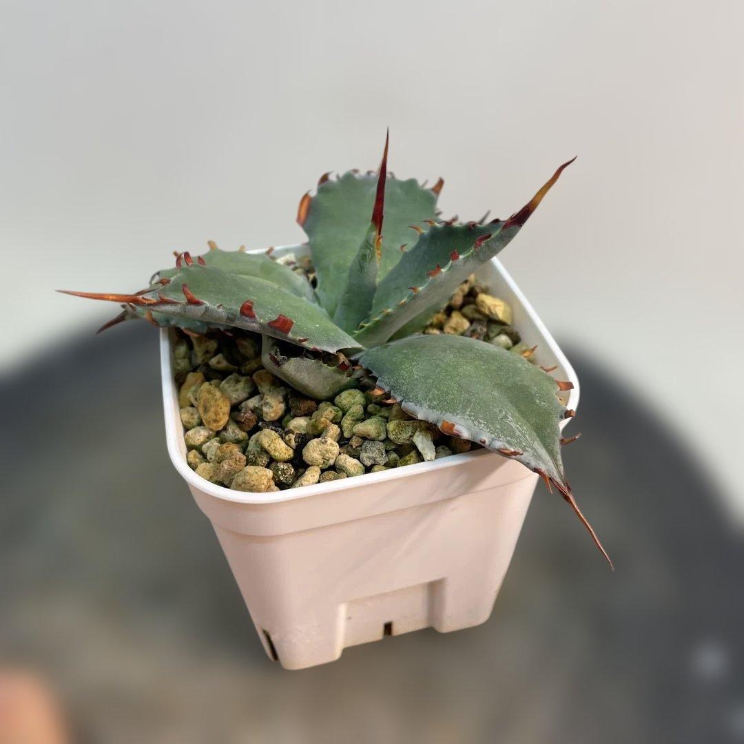 専用　アガベ　ハイブリッド　甲蟹×屈原の舞扇　特特選タイプ 曲棘　連棘　親株直子