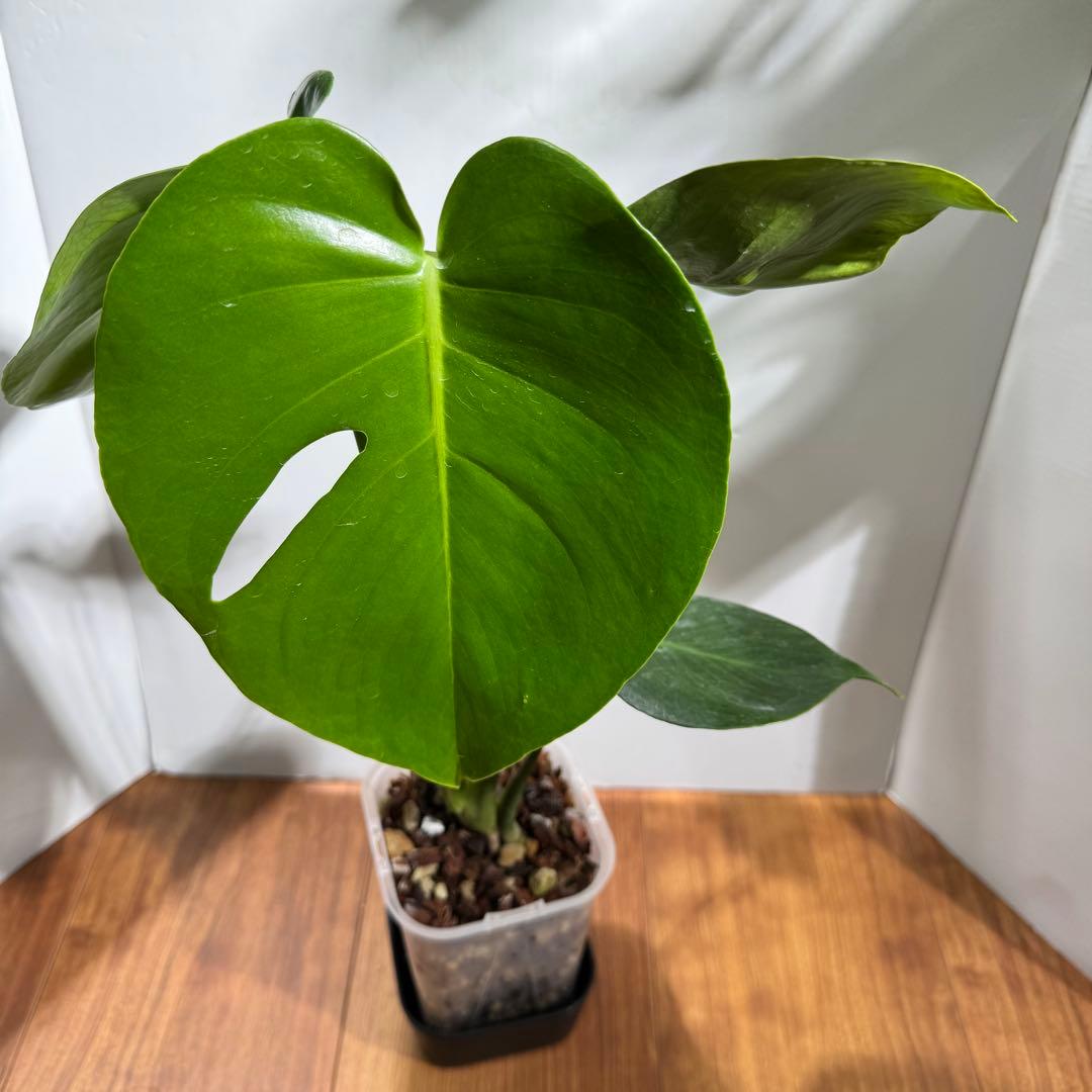 激レア？　モンステラ　デリシオーサ　緑斑&黄斑&白斑