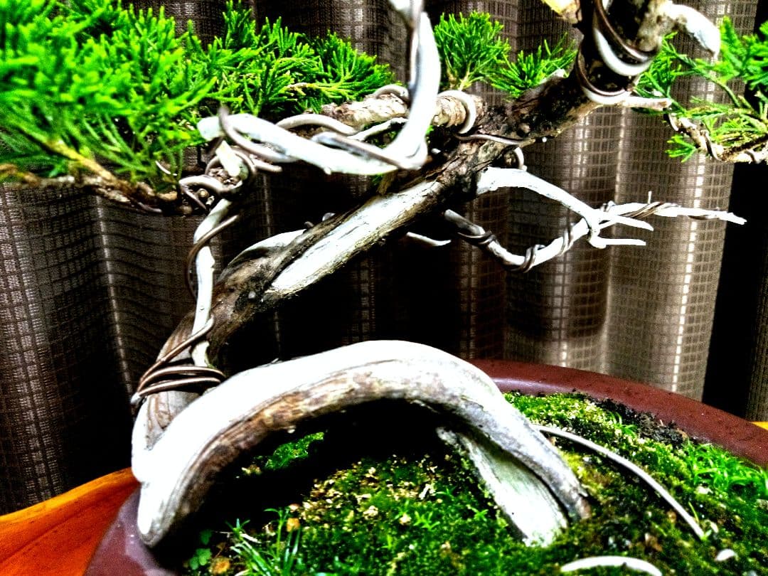 【山採り 糸魚川真柏盆栽】　　　　　　　　　⭕9枚目完成❗培養中…