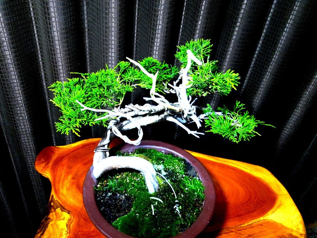 【山採り 糸魚川真柏盆栽】　　　　　　　　　⭕9枚目完成❗培養中…