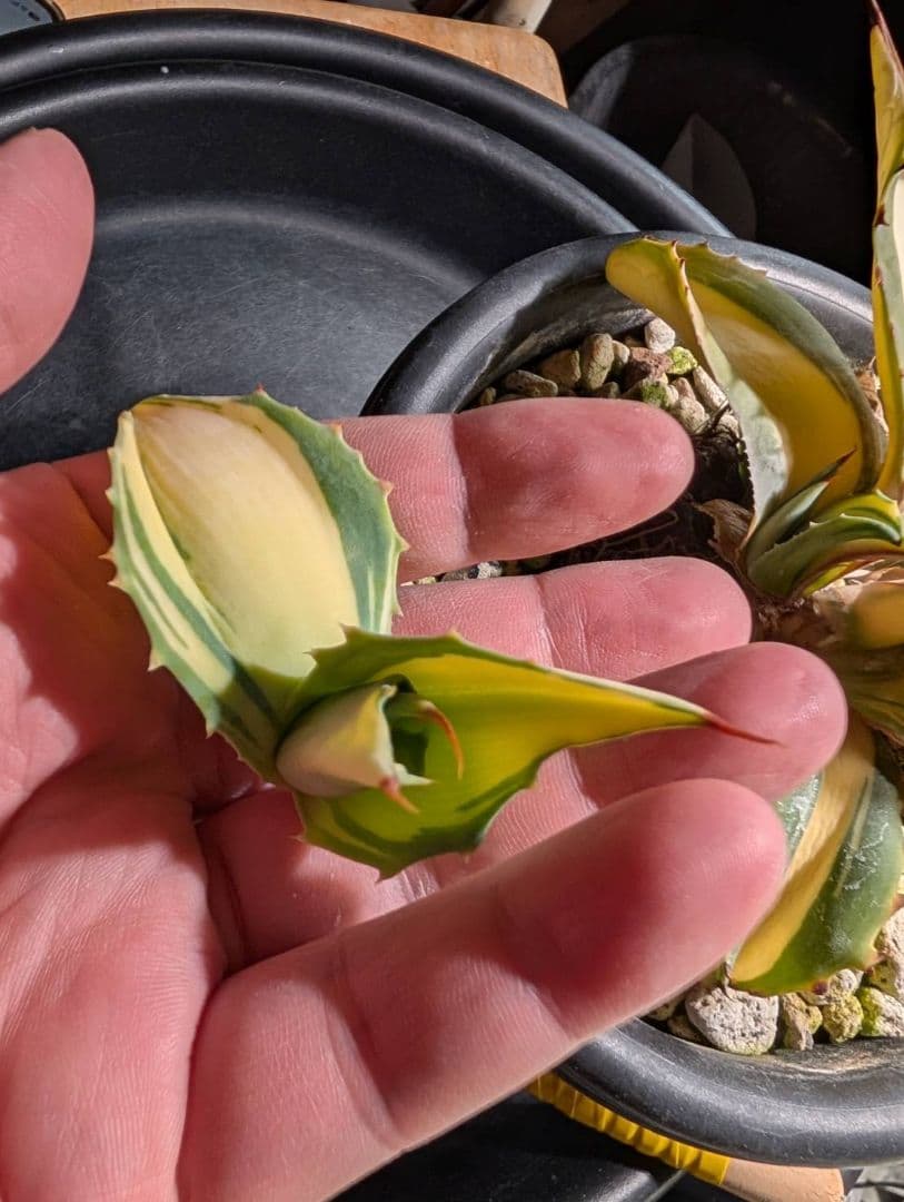 M*K様 アガベオバティフォリア黄中斑　未発根子株