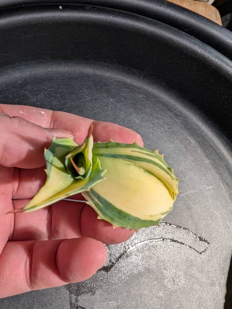 M*K様 アガベオバティフォリア黄中斑　未発根子株