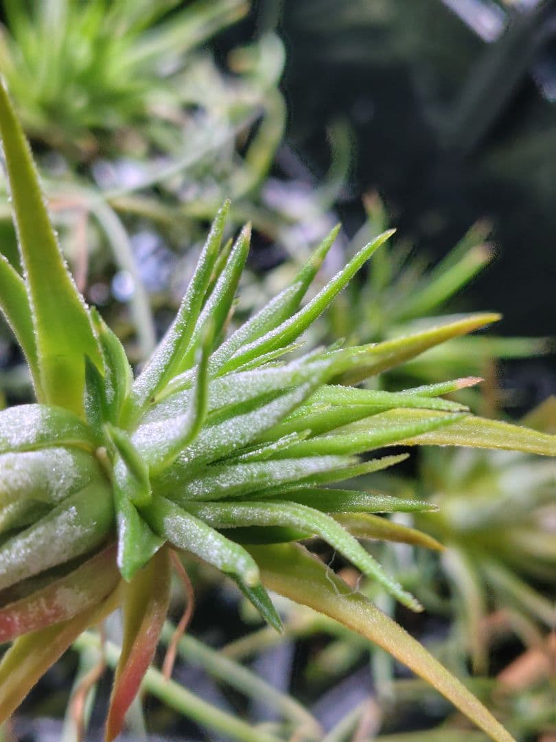 T. ionantha tall velvet 石化 綴化