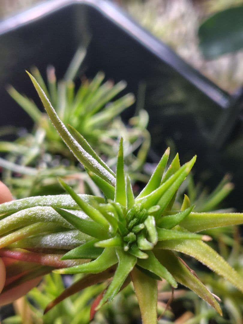 T. ionantha tall velvet 石化 綴化